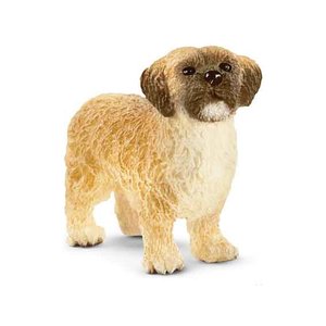 13931 Shih-Tzu en Maltezer kruising