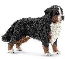 Berner Sennenhond (teef)  miniatuur