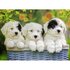 puzzel puppies