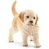 Golden retriever pup